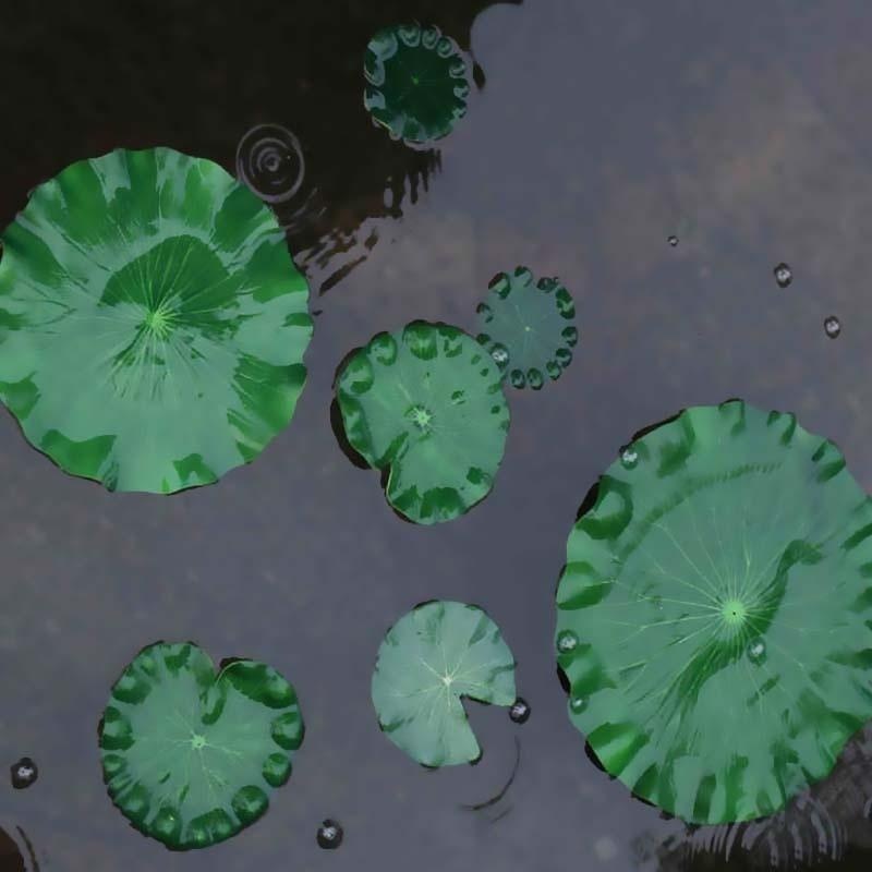 Nouvelles feuilles de lotus ar - Ocean Aquarium avis et prix